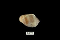 藏品(鼬耳螺)的圖片